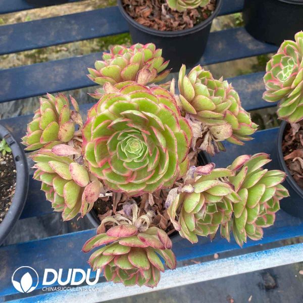 Aeonium Pink Flower Demon Variegated Clustering - Image 2
