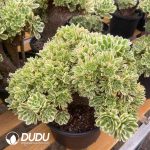Aeonium Maybach Variegated Cristata