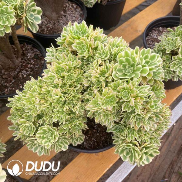 Aeonium Maybach Variegated Cristata - Image 2