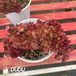 Aeonium Litchi Variegated Cristata