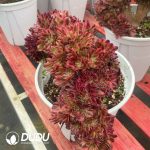 Aeonium Litchi Variegated Cristata - Image 2
