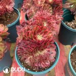 Aeonium Dragon Fruit Variegated Cristata