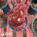 Aeonium Dragon Fruit Variegated Cristata - Image 2