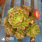 Aeonium Sea Fairy Variegated Clustering