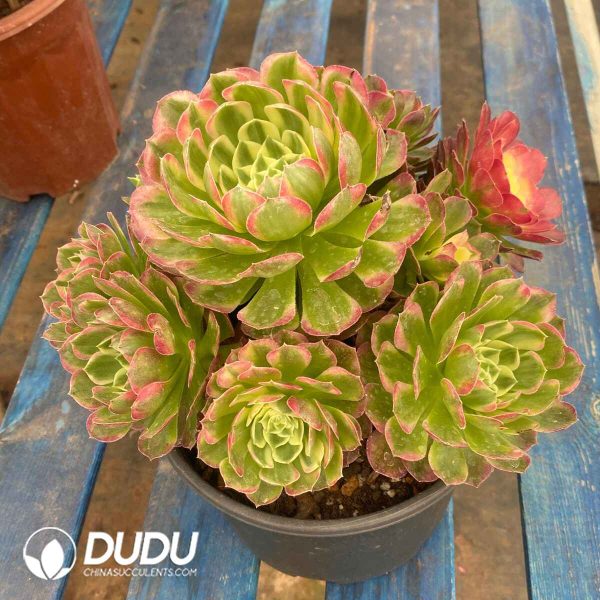 Aeonium Sea Fairy Variegated Clustering - Image 2