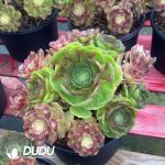 Aeonium Aquaman Colorful Variegated Clustering