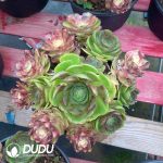 Aeonium Aquaman Colorful Variegated Clustering - Image 2