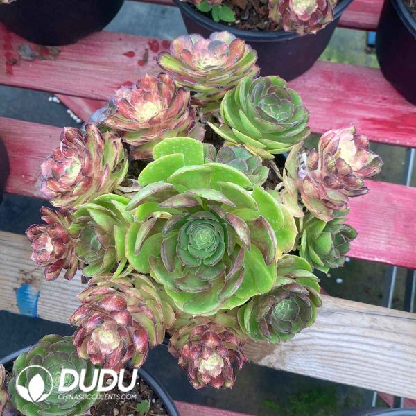 Aeonium Aquaman Colorful Variegated Clustering - Image 2