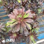 Aeonium Voo Doo Silky Variegated
