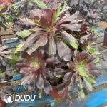 Aeonium Voo Doo Silky Variegated - Image 2