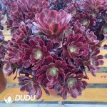 Aeonium Goddess Of Love Variegated Clustering
