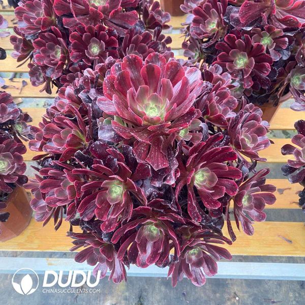 Aeonium Goddess Of Love Variegated Clustering - Image 2