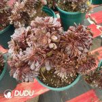 Aeonium Black Beauty Cistata