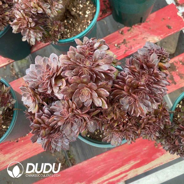 Aeonium Black Beauty Cistata - Image 2