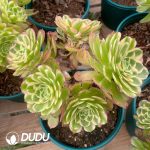 Aeonium Aquaman Variegated Clustering