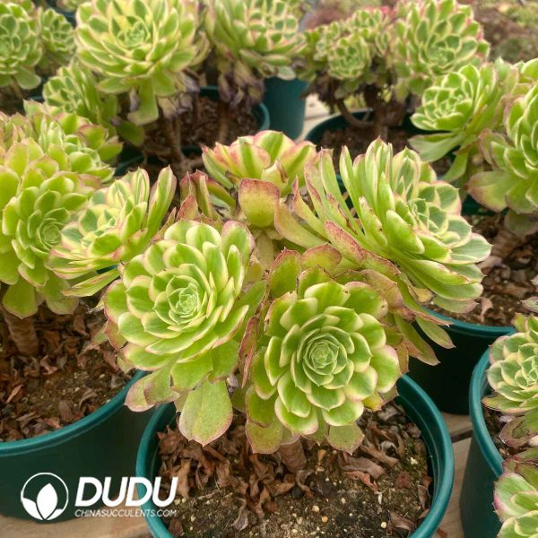 Aeonium Aquaman Variegated Clustering - Image 2