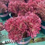 Aeonium Xiangfei Cristata