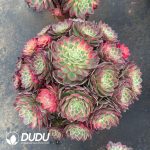Aeonium Kaleidoscope Variegated Clustering