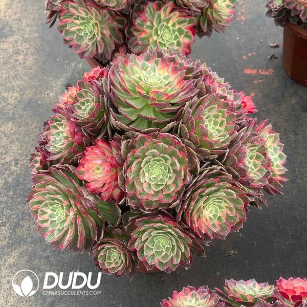 Aeonium Kaleidoscope Variegated Clustering - Image 2