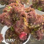 Aeonium Black Devil Variegated Cristata