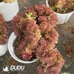Aeonium Black Devil Variegated Cristata - Image 2