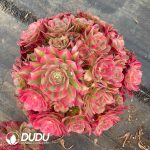 Aeonium Xiangfei Variegated Clustering
