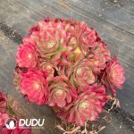 Aeonium Xiangfei Variegated Clustering - Image 2