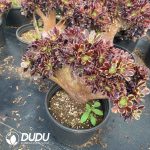 Aeonium Superbang Cristata