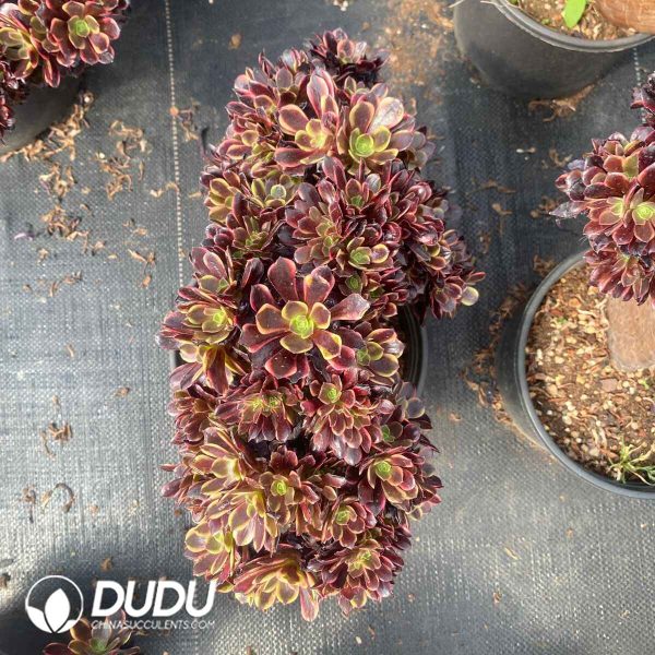 Aeonium Superbang Cristata - Image 2