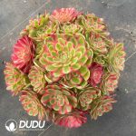 Aeonium Green Apple Variegated Clustering