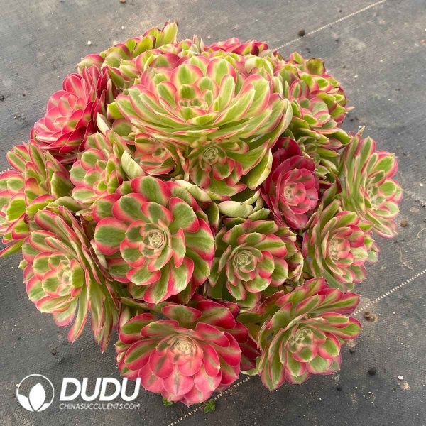 Aeonium Green Apple Variegated Clustering - Image 2