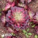 Aeonium Begonia Variegated Clustering