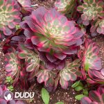 Aeonium Begonia Variegated Clustering - Image 2