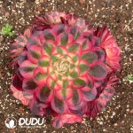 Aeonium Qingcheng Variegated Clustering