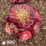 Aeonium Qingcheng Variegated Clustering - Image 2