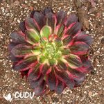 Aeonium Count's Hero Clustering