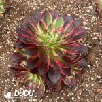 Aeonium Count's Hero Clustering - Image 2