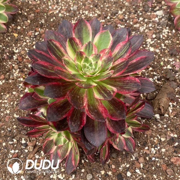 Aeonium Count's Hero Clustering - Image 2