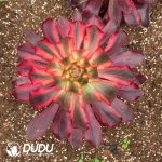 Aeonium Red Witch
