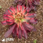 Aeonium Red Witch - Image 2