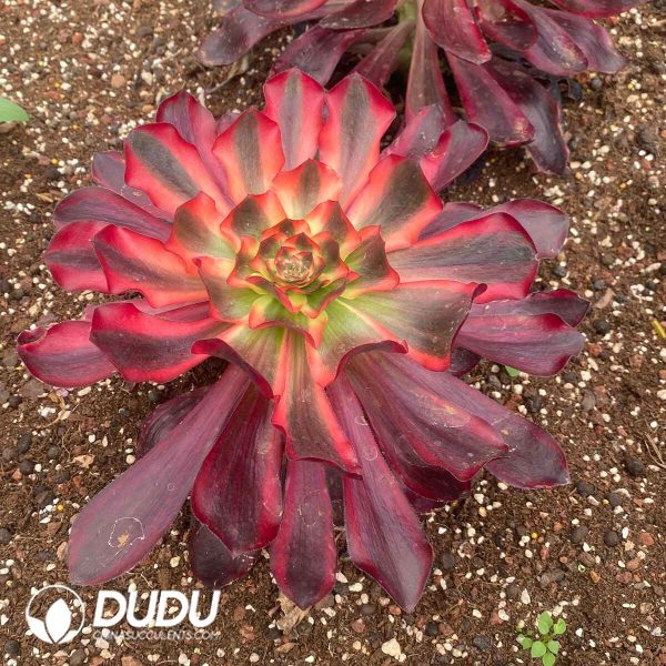 Aeonium Red Witch - Image 2