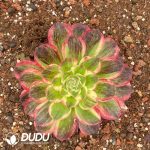 Aeonium Count's Hero