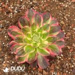Aeonium Count's Hero - Image 2