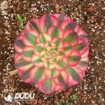 Aeonium Lychee