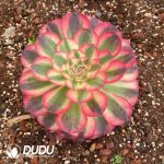 Aeonium Lychee - Image 2