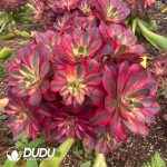 (Grafted) Aeonium Ruyi