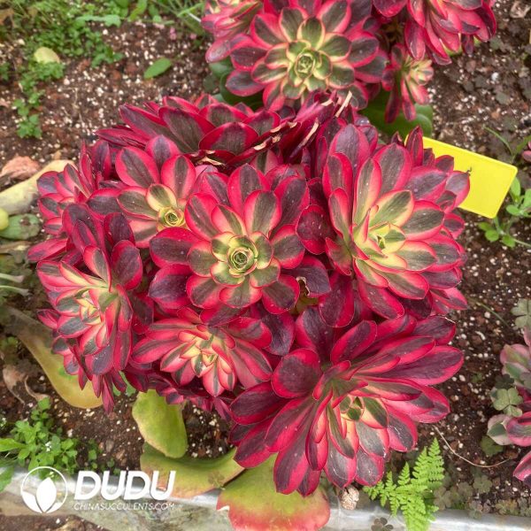 (Grafted) Aeonium Ruyi - Image 2