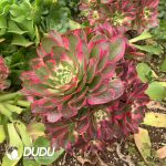 (Grafted) Aeonium Ruyi