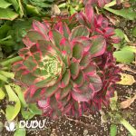 (Grafted) Aeonium Ruyi - Image 2