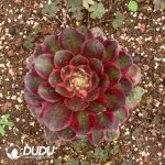 Aeonium Lafite Queen